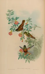 Helianthea eos